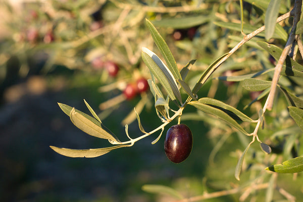 Olives 101 - The Basics
