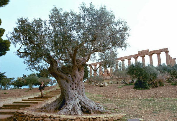 Olives 101 - The life cycle of an olive tree